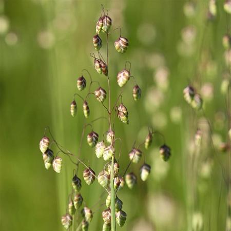 Briza media Pot 5 Liter 