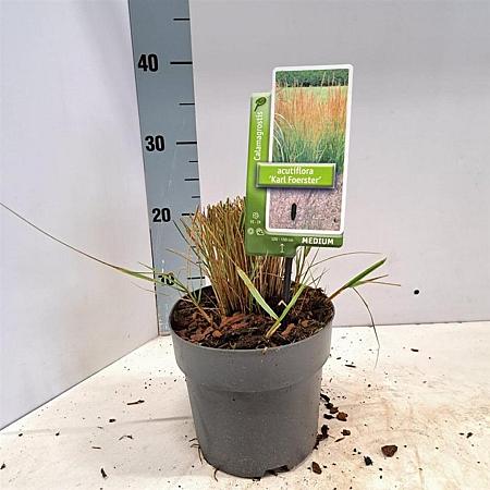 Calamagrostis acut. 'Karl Foerster' Pot 2,5 Liter 30 - 40 cm