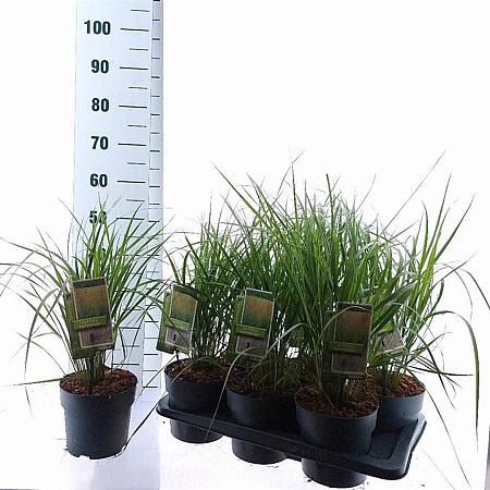 Calamagrostis acut. 'Karl Foerster' Pot 2,5 Liter 30 - 40 cm