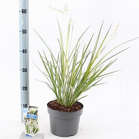 Chlorophytum saunders. 'Starlight' Pot 3 Liter 40 - 50 cm