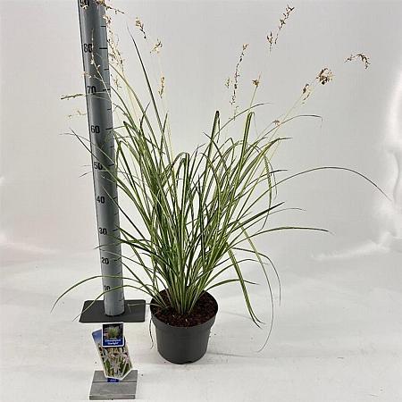 Chlorophytum saunders. 'Starlight' Pot 3 Liter 40 - 50 cm