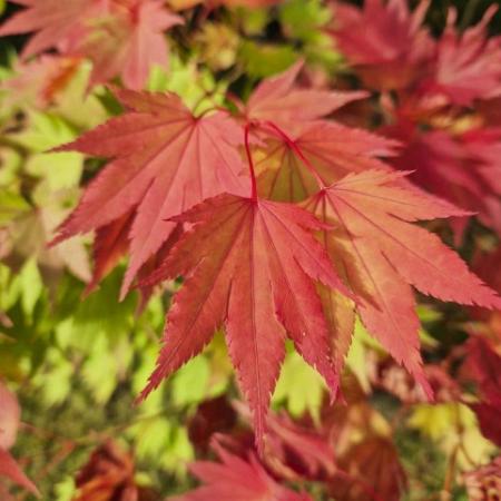 Acer japonicum 'Vitifolium' Pot 80 Liter 175 - 200 cm