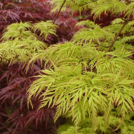 Acer pal. 'Emerald Lace' Pot 180 liter 250 - 300 cm