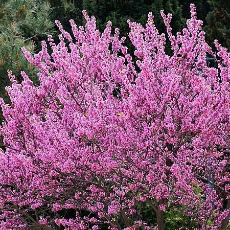 Cercis canadensis Pot 80 Liter 175 - 200 cm