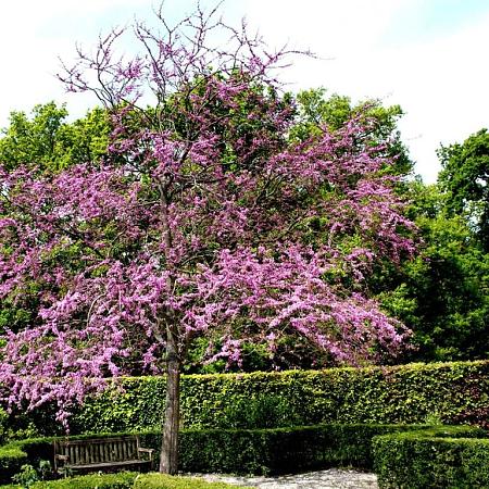Cercis can. 'Forest Pansy' Pot 50 liter 250 - 300 cm Meerstammig