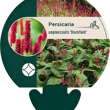 Persicaria a. 'Blackfield' Pot 9 cm