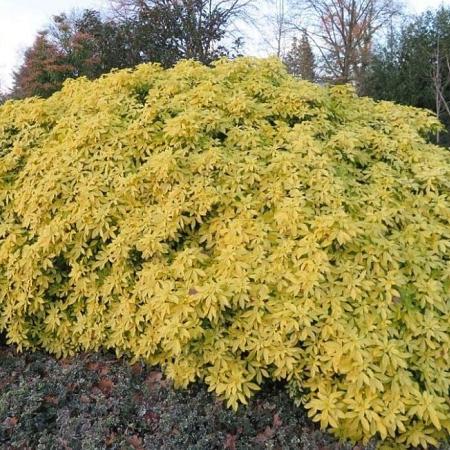 Choisya ternata Sundance Pot 20 liter 40 - 50 cm