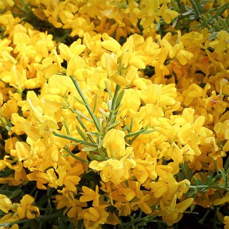 Genista lydia Pot 20 Liter 80 - 100 cm
