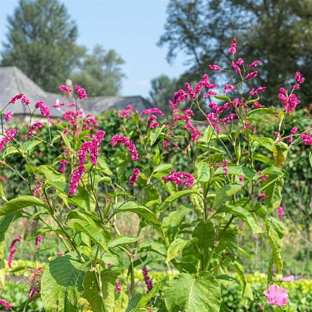 Persicaria a. 'Fat Domino' Pot 9 cm