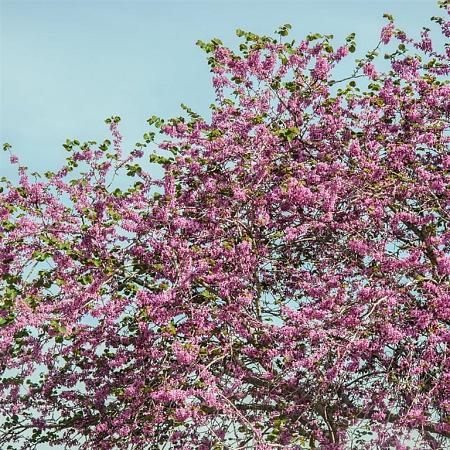Prunus 'Accolade' Pot 80 liter 250 - 300 cm