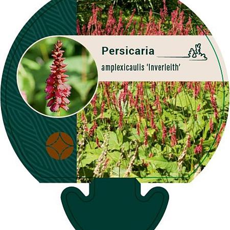 Persicaria a. 'Inverleith' Pot 9 cm