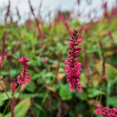 Persicaria a. 'Inverleith' Pot 9 cm