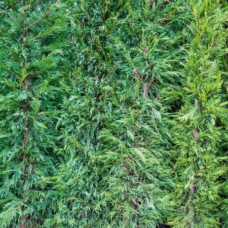 Thujopsis dolabrata Pot 80 Liter 175 - 200 cm