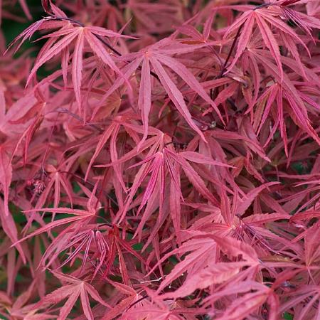 Acer pal. 'Tamukeyama' Pot 35 Liter Stam 60 cm