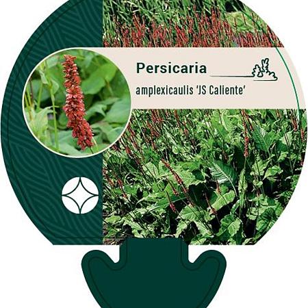 Persicaria a. 'JS Caliente' Pot 9 cm
