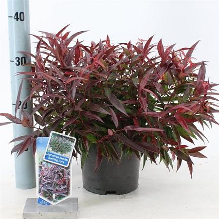Leucothoe keiskei Burning Love Pot 20 liter 40 - 50 cm