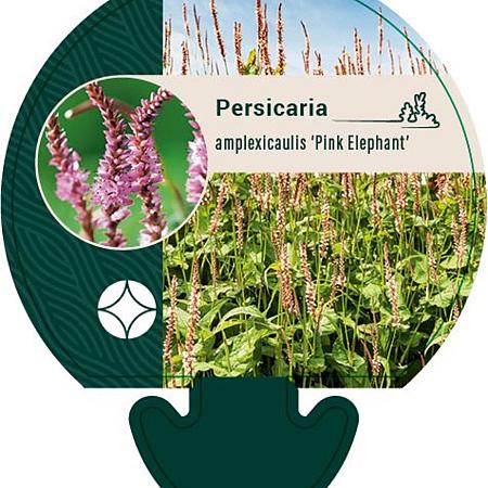 Persicaria a. 'Pink Elephant' Pot 9 cm