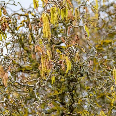 Corylus a. 'Contorta' Kluit 200 - 225 cm