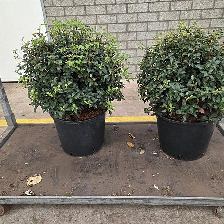 Osmanthus burkwoodii Bolvorm 40 cm