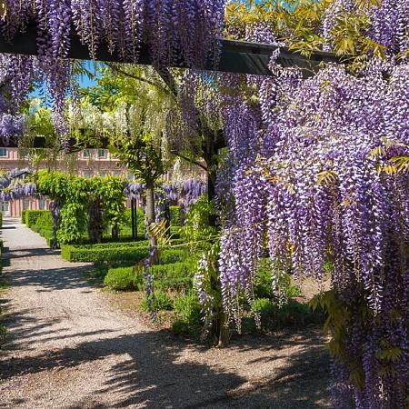 Wisteria floribunda Pot 2 Liter80 - 100 cm