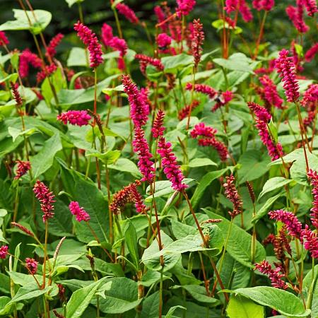 Persicaria a. 'Speciosa' Pot 9 cm