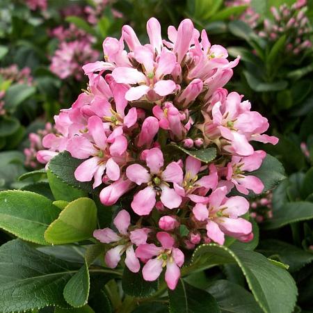 Escallonia laevis Pink Elle Pot 2 Liter30 - 40 cm