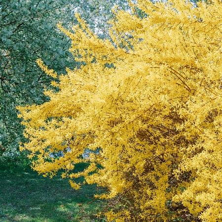 Forsythia int. Minigold Pot 7,5 Liter 50 - 60 cm