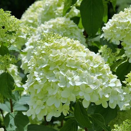 Hydrangea pan. 'Limelight' Pot 10 liter Stam 100 cm