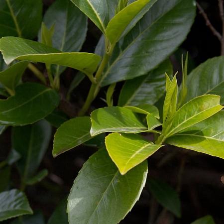 Prunus l. Elly Kluit 120 - 140 cm