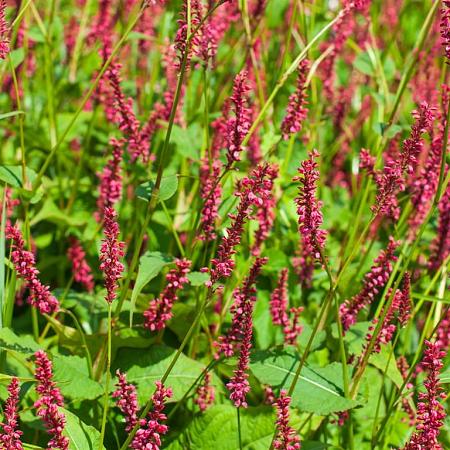 Persicaria a. 'Taurus' Pot 9 cm