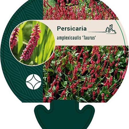 Persicaria a. 'Taurus' Pot 9 cm