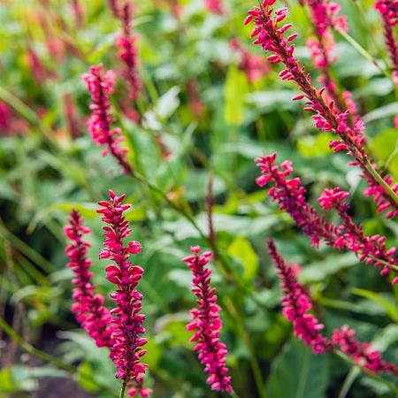 Persicaria a. 'Taurus' Pot 9 cm