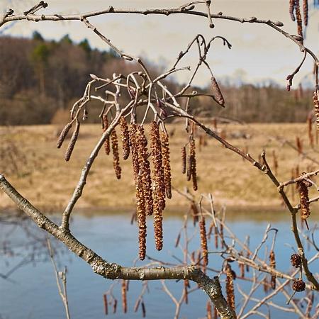 Alnus glutinosa (Stamomtrek 10-12 cm)