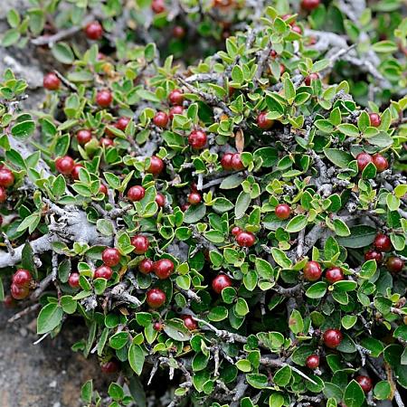 Frangula alnus Pot 25 Liter 100 - 125 cm