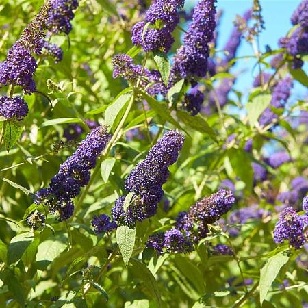 Buddleja d. 'Empire Blue' Pot 2 Liter