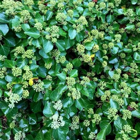 Hedera hel. 'Arborescens' Pot 2 Liter
