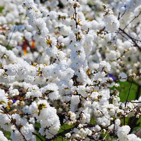 Prunus glandulosa 'Alba Plena' Pot 3 Liter 