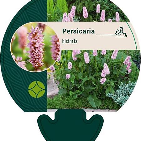 Persicaria bistorta Pot 9 cm