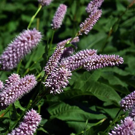 Persicaria bistorta Pot 9 cm