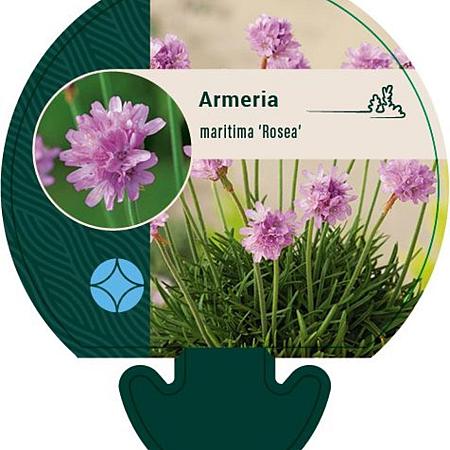 Armeria mar. 'Rosea' Pot 9 cm