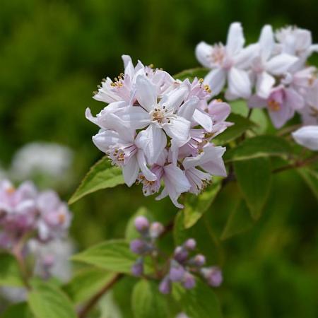 Deutzia hybrida 'Mont Rose' Pot 5 Liter 60 - 80 cm