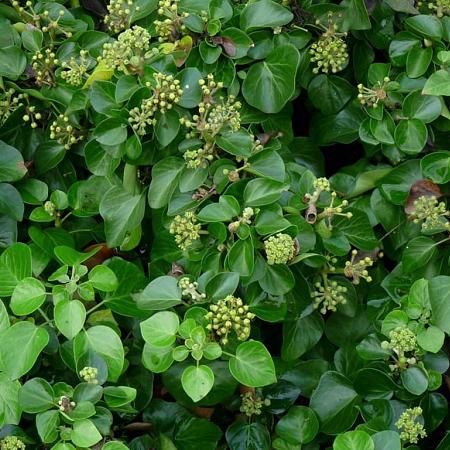 Hedera hib. 'Arbori Compact' Pot 2 Liter
