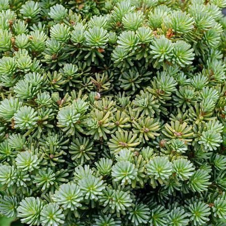 Abies k. 'Brillant' Pot 7,5 Liter 