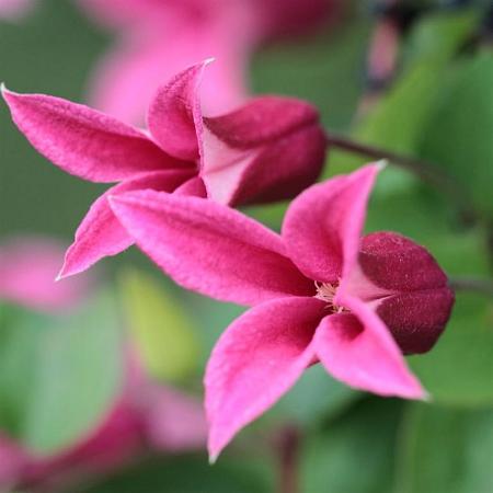 Clematis 'Princess Diana' Pot 2 Liter