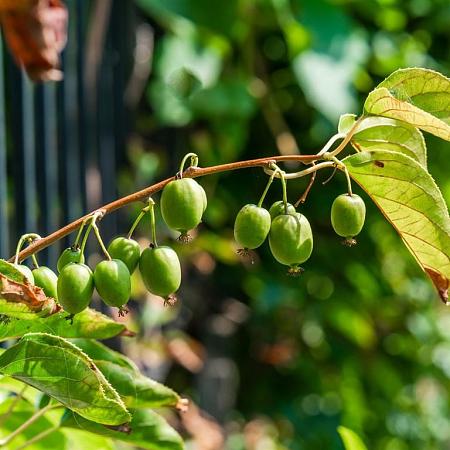 Actinidia a. 'Issai' Pot 2 Liter80 - 100 cm