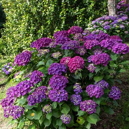Hydrangea m. 'Renate Steiniger' Pot 7,5 Liter 