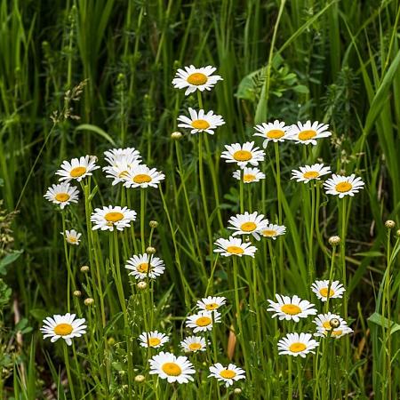 Leucanthemum (S) 'Dwarf Snow Lady' Pot 9 cm