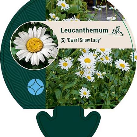 Leucanthemum (S) 'Dwarf Snow Lady' Pot 9 cm