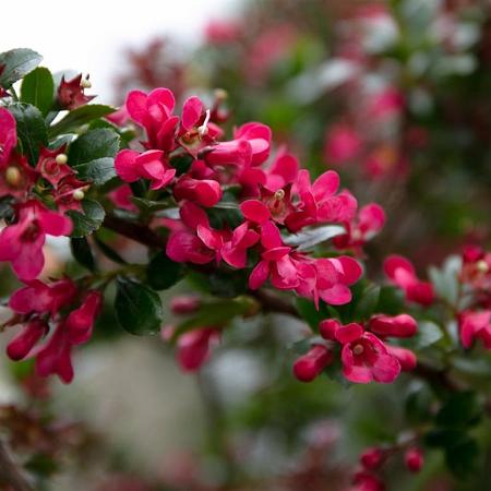 Escallonia 'Donard Seedling' Pot 5 Liter 30 - 40 cm