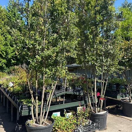 Quercus ilex Pot 180 liter 400 - 450 cm Meerstammig